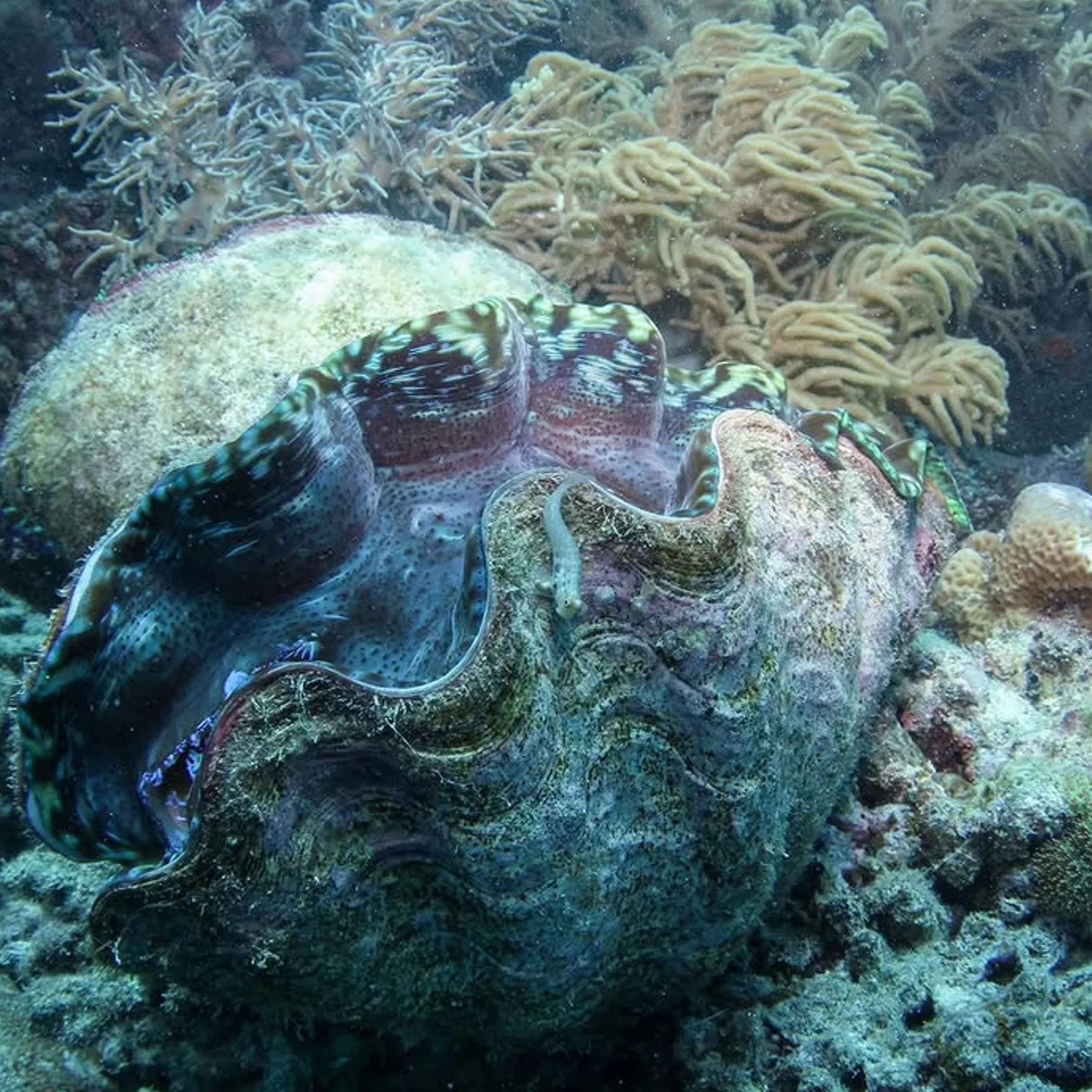 colorful australian marine life underwater
