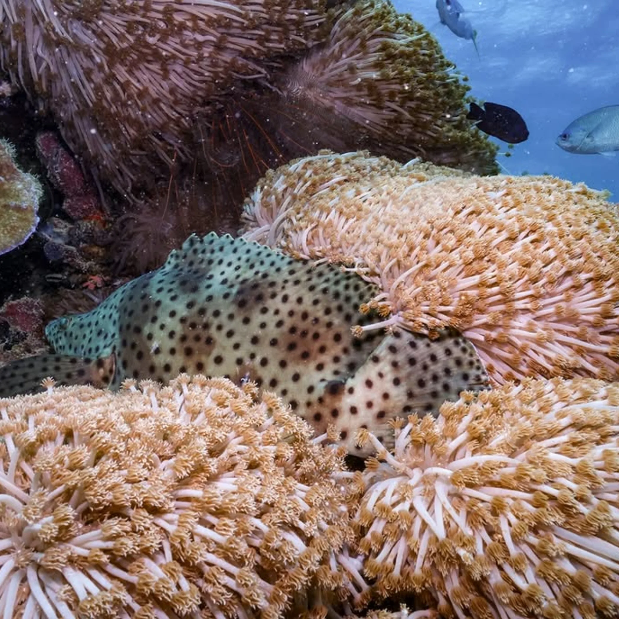 colorful australian marine life underwater
