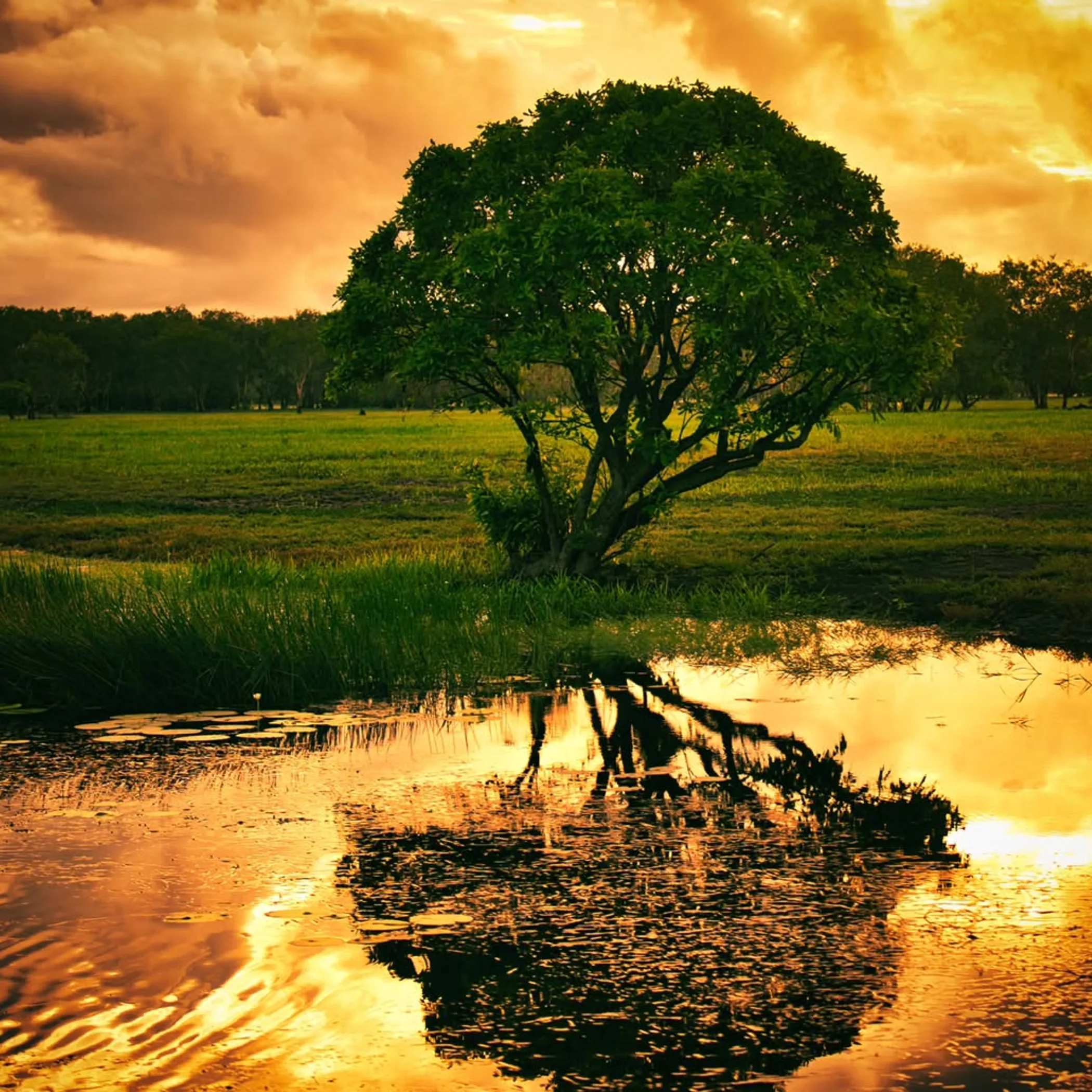 scenic wetland landscape