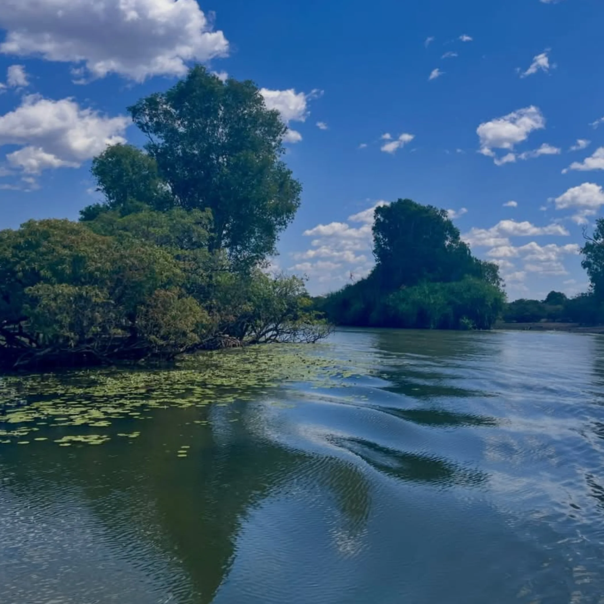 kakadu wetland with water vegetation and sky